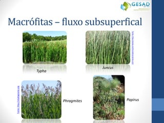 Macrófitas – fluxo subsuperfical 
Typha 
Papirus 
Juncus 
Phragmites 
Fonte: http://www.northcreeknurseries.com 
Fonte: http://vitalsignsme.org  