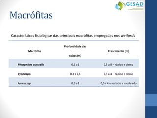 Macrófitas 
Macrófita 
Profundidade das raízes (m) 
Crescimento (m) 
Phragmites australis 
0,6 a 1 
0,5 a 8 – rápido e denso 
Typha spp. 
0,3 a 0,4 
0,5 a 4 – rápido e denso 
Juncus spp 
0,6 a 1 
0,5 a 4 – variado e moderado 
Características fisiológicas das principais macrófitas empregadas nos wetlands  