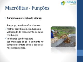 Macrófitas - Funções 
oAumento na retenção de sólidos: 
Presença de raízes e/ou rizomas: 
melhor distribuição e redução na velocidade do escoamento da água residuária; 
 melhores condições para sedimentação de SST e aumento no tempo de contato entre a água e as raízes das plantas.  