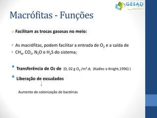 Macrófitas - Funções 
oFacilitam as trocas gasosas no meio: 
•As macrófitas, podem facilitar a entrada de O2 e a saída de 
•CH4, CO2, N2O e H2S do sistema; 
* Transferência de O2 de (0, 02 g O2 /m².d; (Kadlec e Knight,1996) ) 
* Liberação de exsudados 
Aumento de colonização de bactérias  