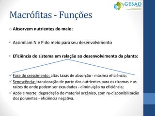 Macrófitas - Funções 
oAbsorvem nutrientes do meio: 
•Assimilam N e P do meio para seu desenvolvimento 
•Eficiência do sistema em relação ao desenvolvimento da planta: 
Fase do crescimento: altas taxas de absorção - máxima eficiência; 
Senescência: translocação de parte dos nutrientes para os rizomas e as raízes de onde podem ser exsudados - diminuição na eficiência; 
Após a morte: degradação do material orgânico, com re-disponibilização dos poluentes - eficiência negativa.  