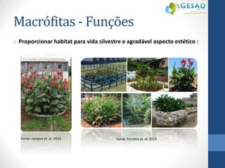 Macrófitas - Funções 
oProporcionar habitat para vida silvestre e agradável aspecto estético : 
Fonte: campos et. al. 2013 
Fonte: Ferreira et. al. 2013  