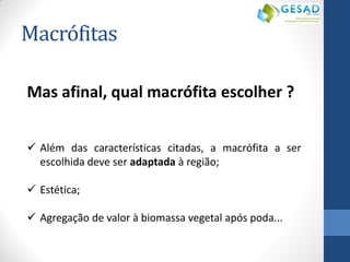 Macrófitas 
Mas afinal, qual macrófita escolher ? 
Além das características citadas, a macrófita a ser escolhida deve ser adaptada à região; 
Estética; 
Agregação de valor à biomassa vegetal após poda...  