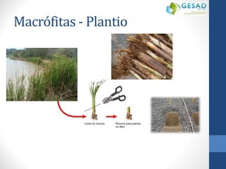 Macrófitas - Plantio  