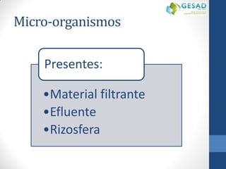 Micro-organismos 
•Material filtrante 
•Efluente 
•Rizosfera 
Presentes:  