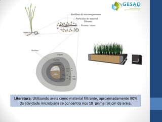 Literatura: Utilizando areia como material filtrante, aproximadamente 90% 
da atividade microbiana se concentra nos 10 primeiros cm da areia. 
Partículas do material 
filtrante 
Biofilme de microorganismos 
NO3 
H2S 
NO2 
Ácidos 
orgânicos DBO 
OD 
Esgoto 
Biofilme 
Aeróbio 
Anaeróbio 
Rizoma / raízes 
 