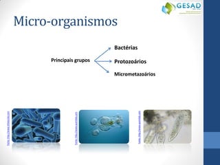 Micro-organismos 
Bactérias 
Protozoários 
Micrometazoários 
Principais grupos 
Fonte: http://www.infoescola.com 
Fonte: http://www.quimilab.com 
Fonte: http://www.quimilab.com  