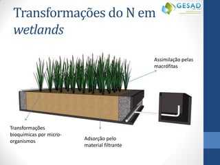 Transformações do N em wetlands 
Adsorção pelo material filtrante 
Assimilação pelas macrófitas 
Transformações bioquímicas por micro- organismos  