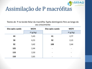 Assimilação de P macrófitas 
Dias após a poda 
WCFH 
Dias após a poda 
WCFV 
P (g/Kg) 
P (g/Kg) 
44 
58 
92 
105 
133 
150 
5,43 
6,55 
3,42 
2,44 
2,50 
2,65 
41 
92 
108 
- 
- 
- 
2,77 
2,15 
2,44 
- 
- 
- 
Teores de P no tecido foliar da macrófita Typha domingenis Pers ao longo do seu crescimento  
