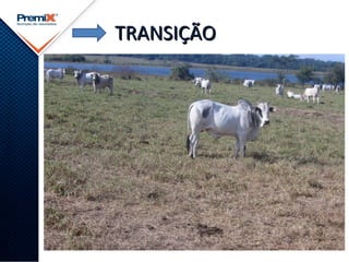 TRANSIÇÃOTRANSIÇÃO
 