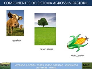 COMPONENTES DO SISTEMA AGROSSILVIPASTORIL
PECUÁRIA
SILVICULTURA
AGRICULTURA
 