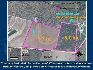 Comparação do dado fornecido pela CATI é semelhante ao calculado peloComparação do dado fornecido pela CATI é semelhante ao calculado pelo
Instituto Florestal, em plantios em diferentes fases de desenvolvimentoInstituto Florestal, em plantios em diferentes fases de desenvolvimento
 