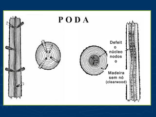 Defeit
o
núcleo
nodos
o
Madeira
sem nó
(clearwood)
 