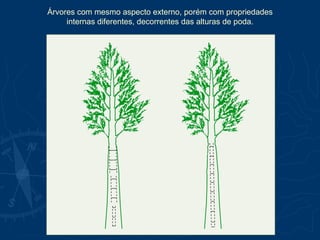 Árvores com mesmo aspecto externo, porém com propriedades
internas diferentes, decorrentes das alturas de poda.
 
