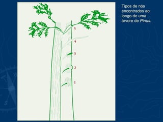 Tipos de nós
encontrados ao
longo de uma
árvore de Pinus.
 