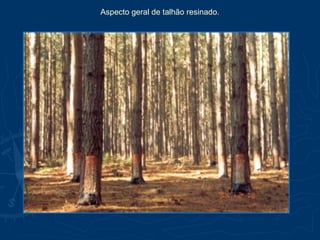 Aspecto geral de talhão resinado.
 