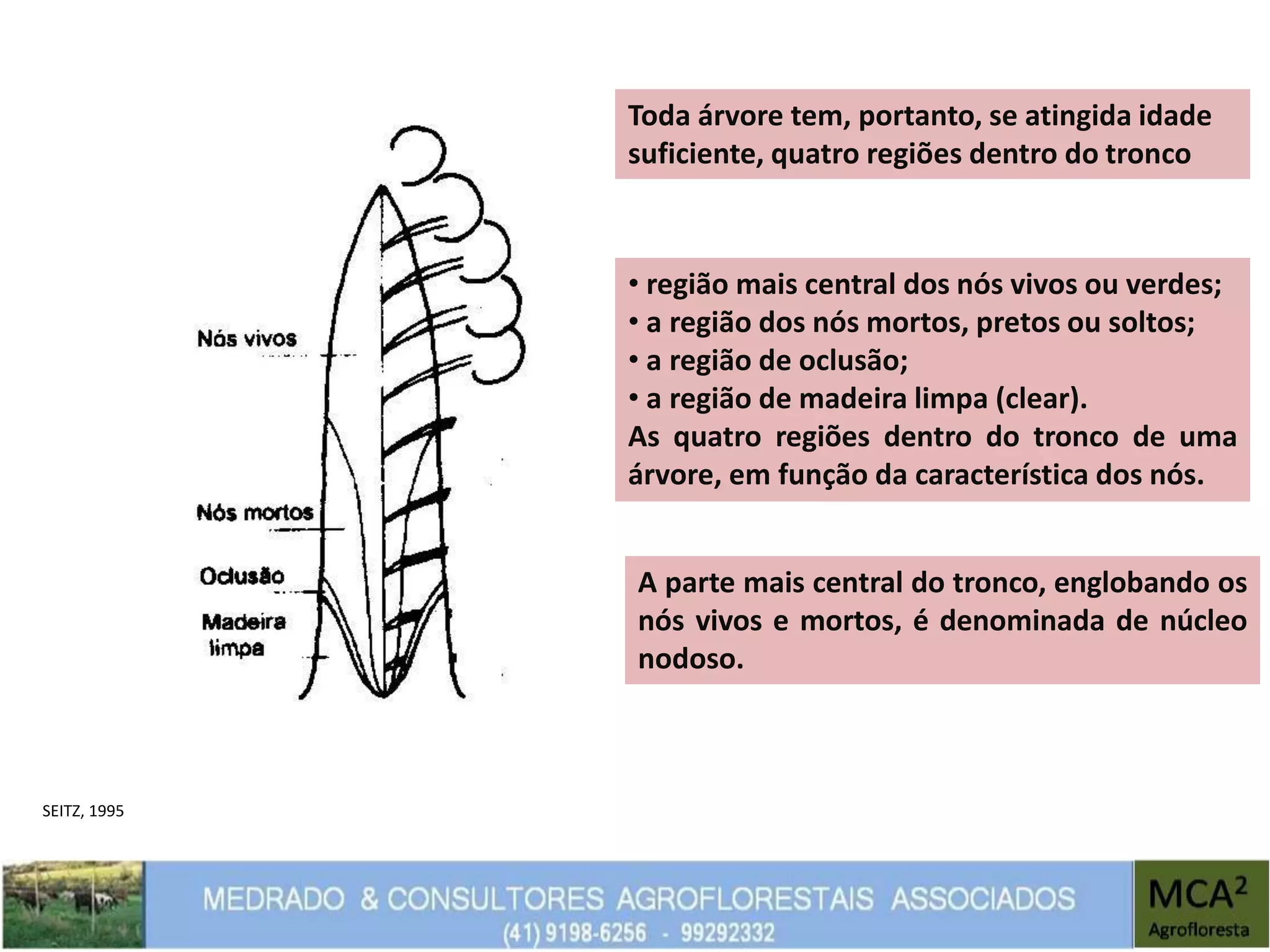 Toda árvore tem, portanto, se atingida idade
suficiente, quatro regiões dentro do tronco
• região mais central dos nós vivos ou verdes;
• a região dos nós mortos, pretos ou soltos;
• a região de oclusão;
• a região de madeira limpa (clear).
As quatro regiões dentro do tronco de uma
árvore, em função da característica dos nós.
A parte mais central do tronco, englobando os
nós vivos e mortos, é denominada de núcleo
nodoso.
SEITZ, 1995
 
