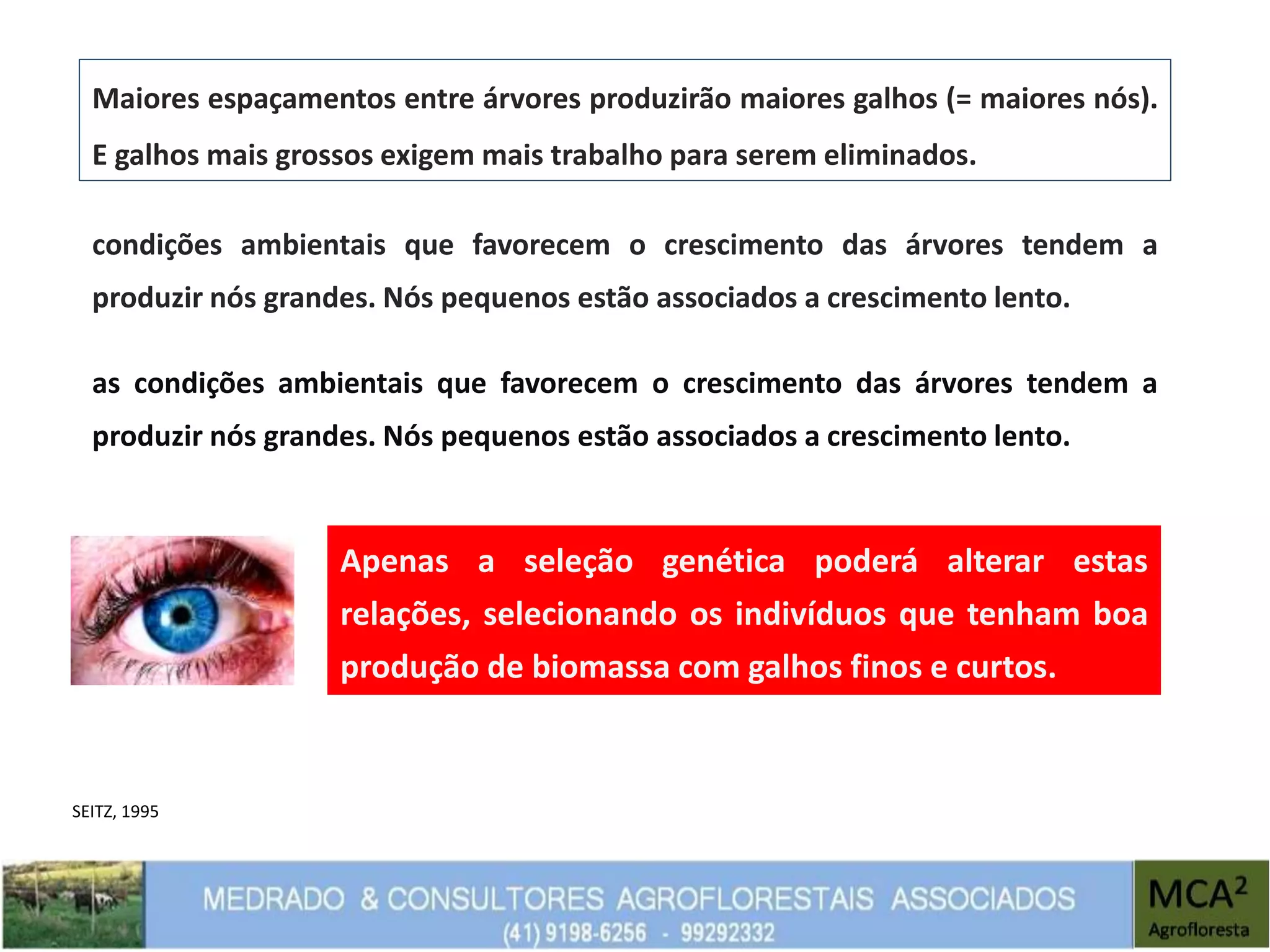 Maiores espaçamentos entre árvores produzirão maiores galhos (= maiores nós).
E galhos mais grossos exigem mais trabalho para serem eliminados.
condições ambientais que favorecem o crescimento das árvores tendem a
produzir nós grandes. Nós pequenos estão associados a crescimento lento.
as condições ambientais que favorecem o crescimento das árvores tendem a
produzir nós grandes. Nós pequenos estão associados a crescimento lento.
Apenas a seleção genética poderá alterar estas
relações, selecionando os indivíduos que tenham boa
produção de biomassa com galhos finos e curtos.
SEITZ, 1995
 