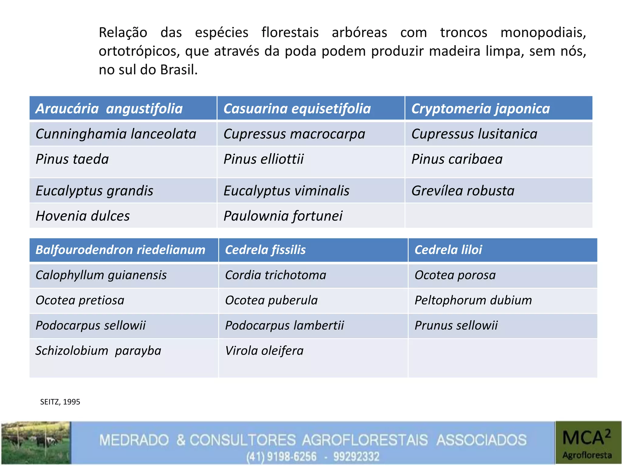 Relação das espécies florestais arbóreas com troncos monopodiais,
ortotrópicos, que através da poda podem produzir madeira limpa, sem nós,
no sul do Brasil.
Araucária angustifolia Casuarina equisetifolia Cryptomeria japonica
Cunninghamia lanceolata Cupressus macrocarpa Cupressus lusitanica
Pinus taeda Pinus elliottii Pinus caribaea
Eucalyptus grandis Eucalyptus viminalis Grevílea robusta
Hovenia dulces Paulownia fortunei
Balfourodendron riedelianum Cedrela fissilis Cedrela liloi
Calophyllum guianensis Cordia trichotoma Ocotea porosa
Ocotea pretiosa Ocotea puberula Peltophorum dubium
Podocarpus sellowii Podocarpus lambertii Prunus sellowii
Schizolobium parayba Virola oleifera
SEITZ, 1995
 