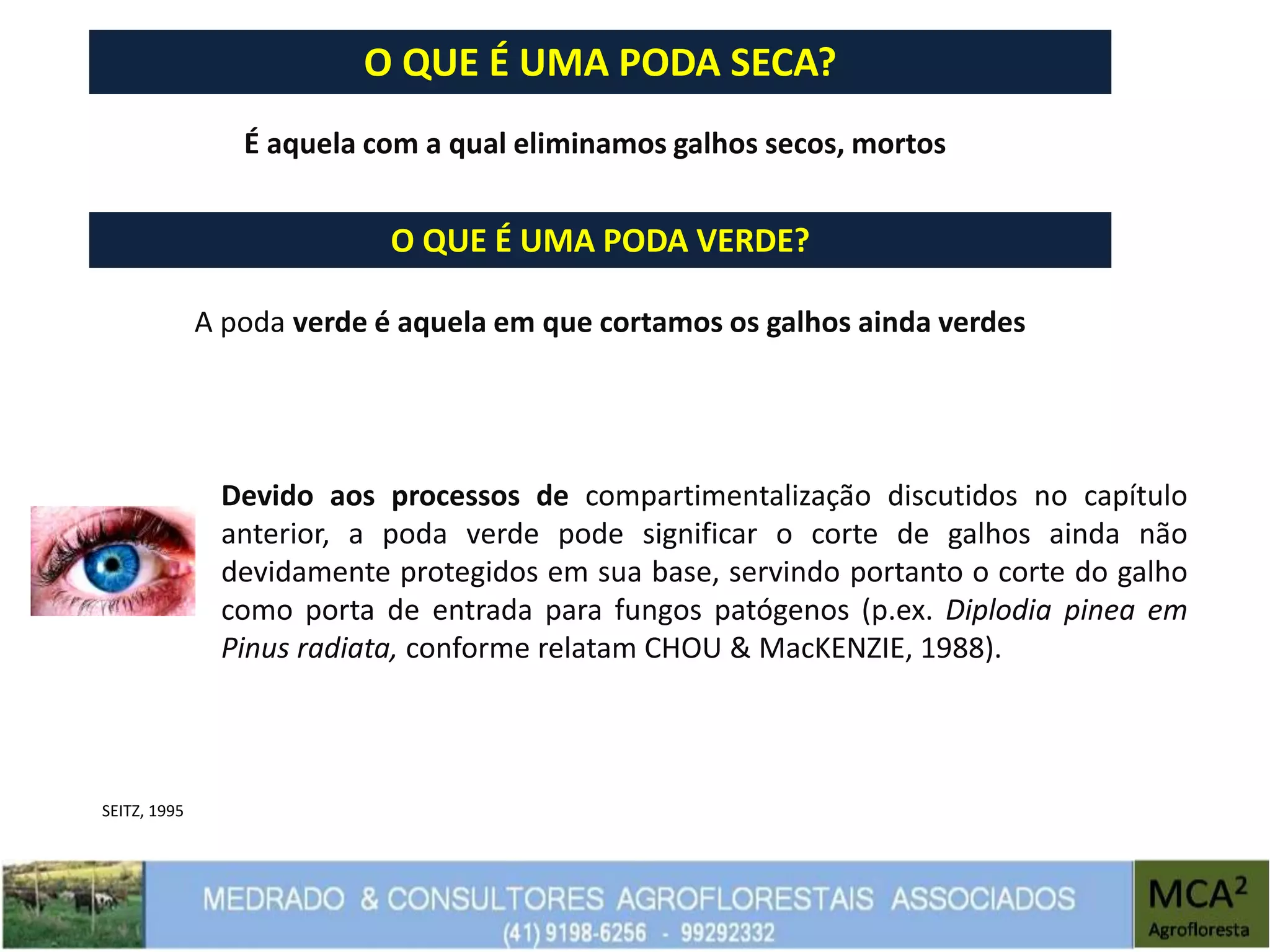 O QUE É UMA PODA SECA?
É aquela com a qual eliminamos galhos secos, mortos
O QUE É UMA PODA VERDE?
A poda verde é aquela em que cortamos os galhos ainda verdes
Devido aos processos de compartimentalização discutidos no capítulo
anterior, a poda verde pode significar o corte de galhos ainda não
devidamente protegidos em sua base, servindo portanto o corte do galho
como porta de entrada para fungos patógenos (p.ex. Diplodia pinea em
Pinus radiata, conforme relatam CHOU & MacKENZIE, 1988).
SEITZ, 1995
 