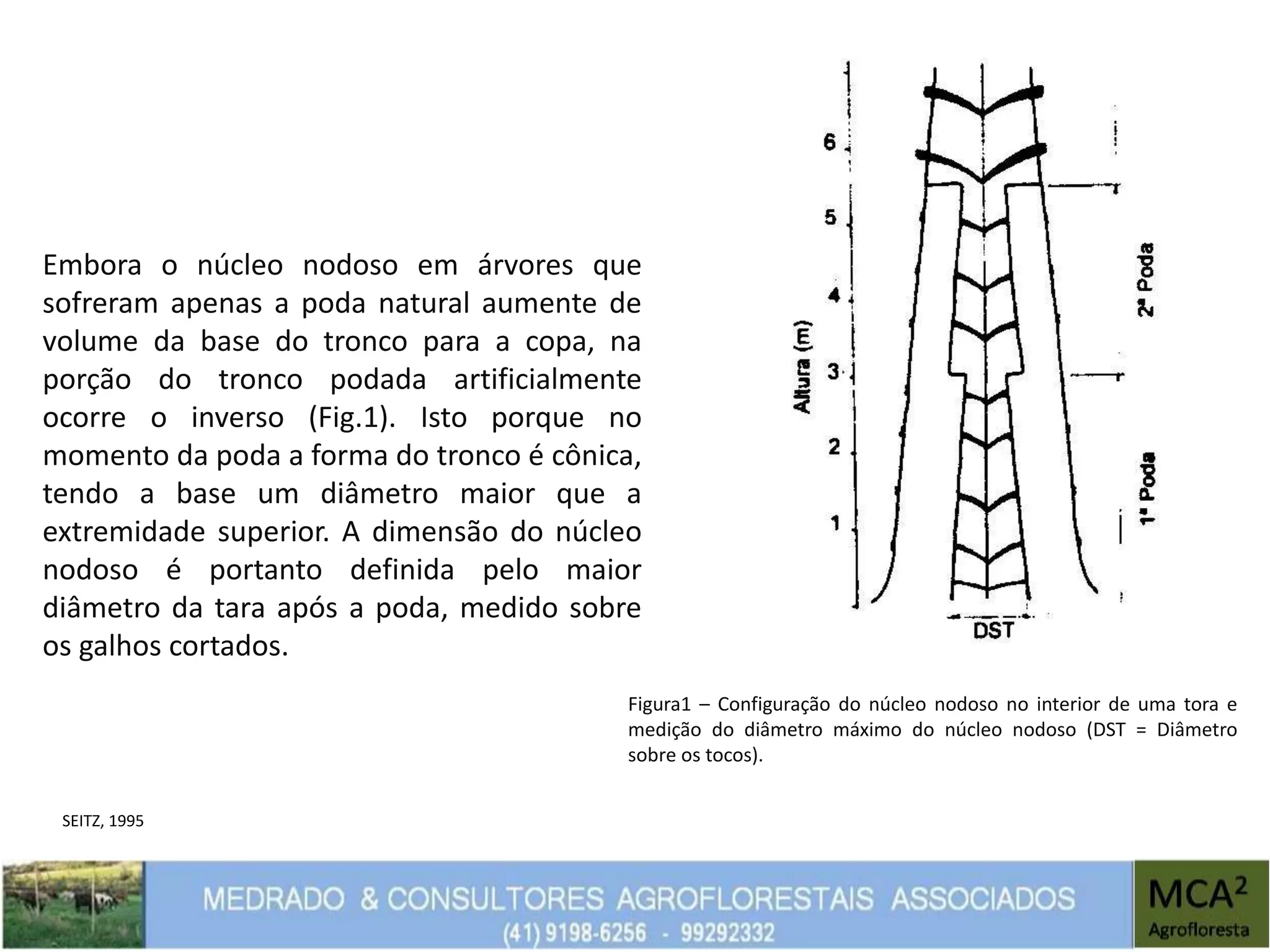 Embora o núcleo nodoso em árvores que
sofreram apenas a poda natural aumente de
volume da base do tronco para a copa, na
porção do tronco podada artificialmente
ocorre o inverso (Fig.1). Isto porque no
momento da poda a forma do tronco é cônica,
tendo a base um diâmetro maior que a
extremidade superior. A dimensão do núcleo
nodoso é portanto definida pelo maior
diâmetro da tara após a poda, medido sobre
os galhos cortados.
Figura1 – Configuração do núcleo nodoso no interior de uma tora e
medição do diâmetro máximo do núcleo nodoso (DST = Diâmetro
sobre os tocos).
SEITZ, 1995
 