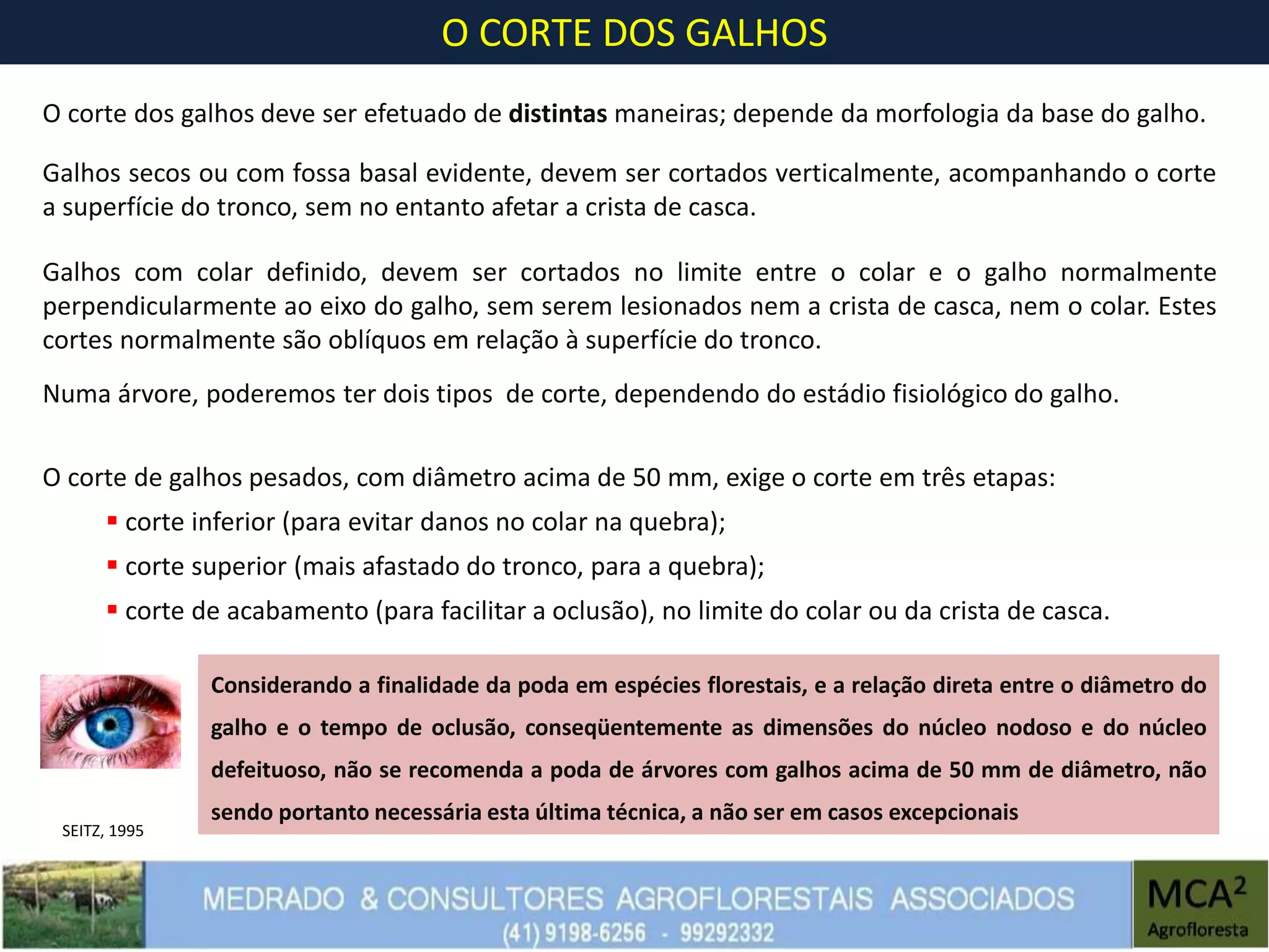 O CORTE DOS GALHOS
O corte dos galhos deve ser efetuado de distintas maneiras; depende da morfologia da base do galho.
Considerando a finalidade da poda em espécies florestais, e a relação direta entre o diâmetro do
galho e o tempo de oclusão, conseqüentemente as dimensões do núcleo nodoso e do núcleo
defeituoso, não se recomenda a poda de árvores com galhos acima de 50 mm de diâmetro, não
sendo portanto necessária esta última técnica, a não ser em casos excepcionais
Galhos secos ou com fossa basal evidente, devem ser cortados verticalmente, acompanhando o corte
a superfície do tronco, sem no entanto afetar a crista de casca.
Galhos com colar definido, devem ser cortados no limite entre o colar e o galho normalmente
perpendicularmente ao eixo do galho, sem serem lesionados nem a crista de casca, nem o colar. Estes
cortes normalmente são oblíquos em relação à superfície do tronco.
Numa árvore, poderemos ter dois tipos de corte, dependendo do estádio fisiológico do galho.
O corte de galhos pesados, com diâmetro acima de 50 mm, exige o corte em três etapas:
 corte inferior (para evitar danos no colar na quebra);
 corte superior (mais afastado do tronco, para a quebra);
 corte de acabamento (para facilitar a oclusão), no limite do colar ou da crista de casca.
SEITZ, 1995
 