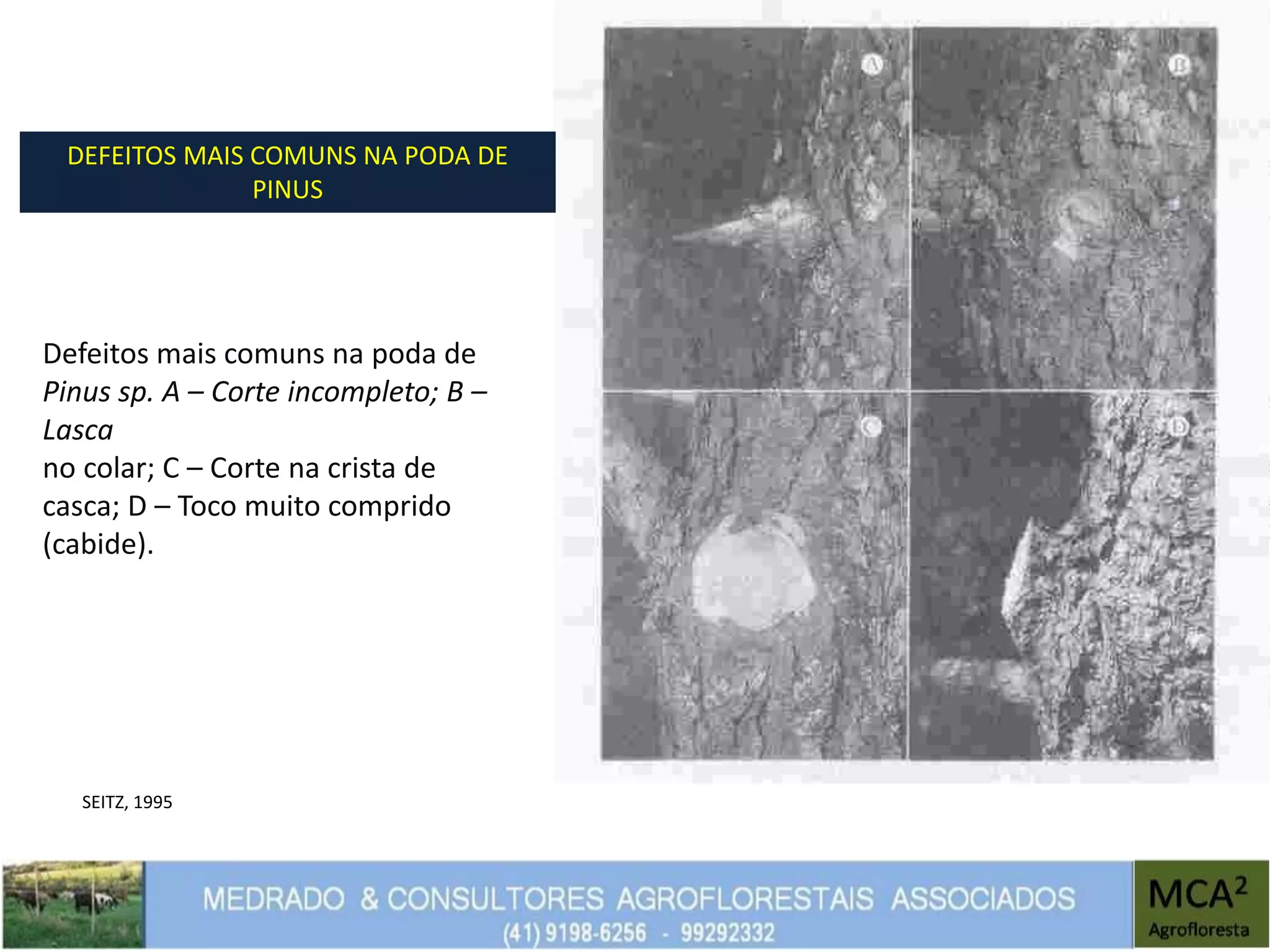 Defeitos mais comuns na poda de
Pinus sp. A – Corte incompleto; B –
Lasca
no colar; C – Corte na crista de
casca; D – Toco muito comprido
(cabide).
DEFEITOS MAIS COMUNS NA PODA DE
PINUS
SEITZ, 1995
 