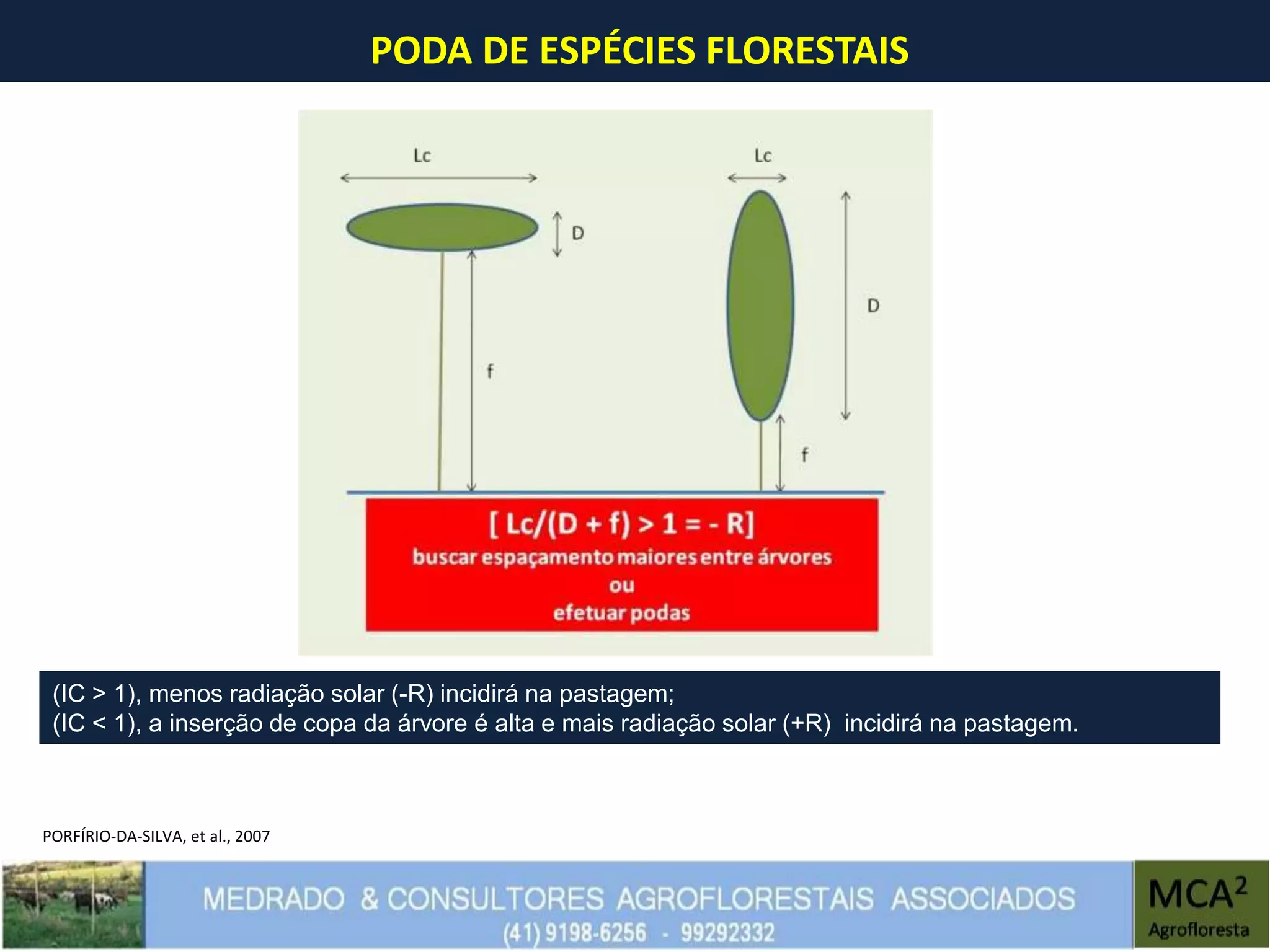 PODA DE ESPÉCIES FLORESTAIS
(IC > 1), menos radiação solar (-R) incidirá na pastagem;
(IC < 1), a inserção de copa da árvore é alta e mais radiação solar (+R) incidirá na pastagem.
PORFÍRIO-DA-SILVA, et al., 2007
 