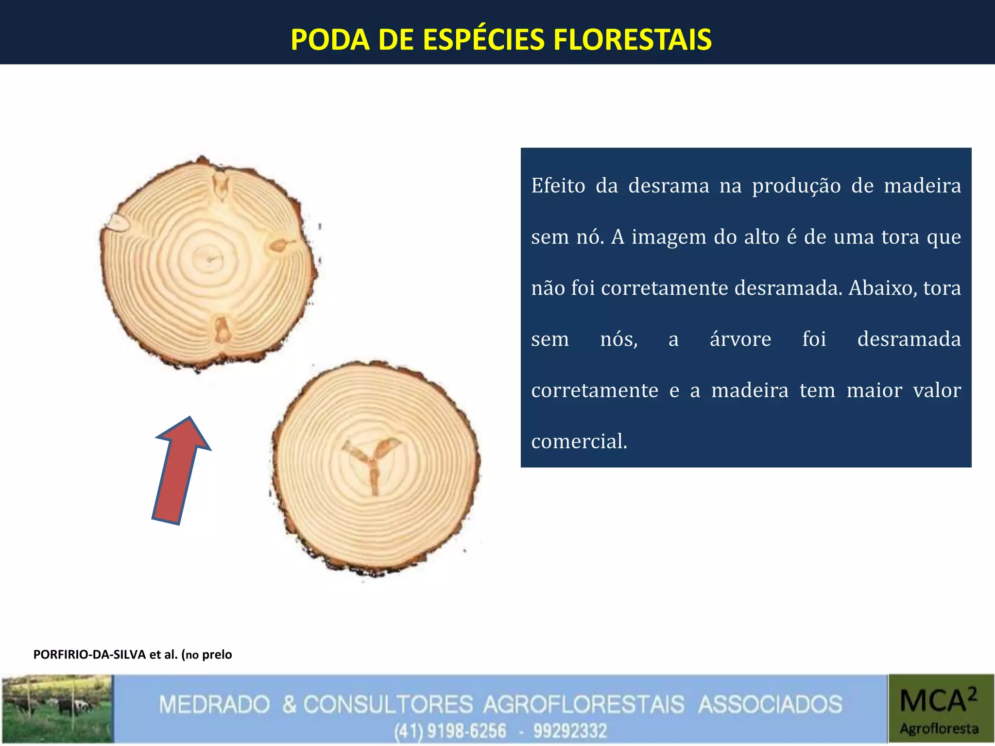 PODA DE ESPÉCIES FLORESTAIS
Efeito da desrama na produção de madeira
sem nó. A imagem do alto é de uma tora que
não foi corretamente desramada. Abaixo, tora
sem nós, a árvore foi desramada
corretamente e a madeira tem maior valor
comercial.
PORFIRIO-DA-SILVA et al. (no prelo
 