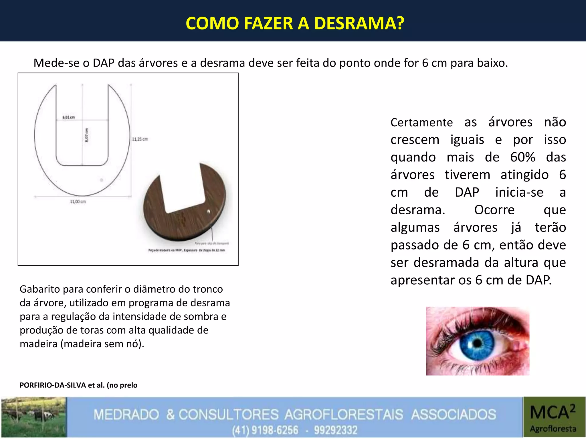 COMO FAZER A DESRAMA?
Mede-se o DAP das árvores e a desrama deve ser feita do ponto onde for 6 cm para baixo.
Gabarito para conferir o diâmetro do tronco
da árvore, utilizado em programa de desrama
para a regulação da intensidade de sombra e
produção de toras com alta qualidade de
madeira (madeira sem nó).
Certamente as árvores não
crescem iguais e por isso
quando mais de 60% das
árvores tiverem atingido 6
cm de DAP inicia-se a
desrama. Ocorre que
algumas árvores já terão
passado de 6 cm, então deve
ser desramada da altura que
apresentar os 6 cm de DAP.
PORFIRIO-DA-SILVA et al. (no prelo
 