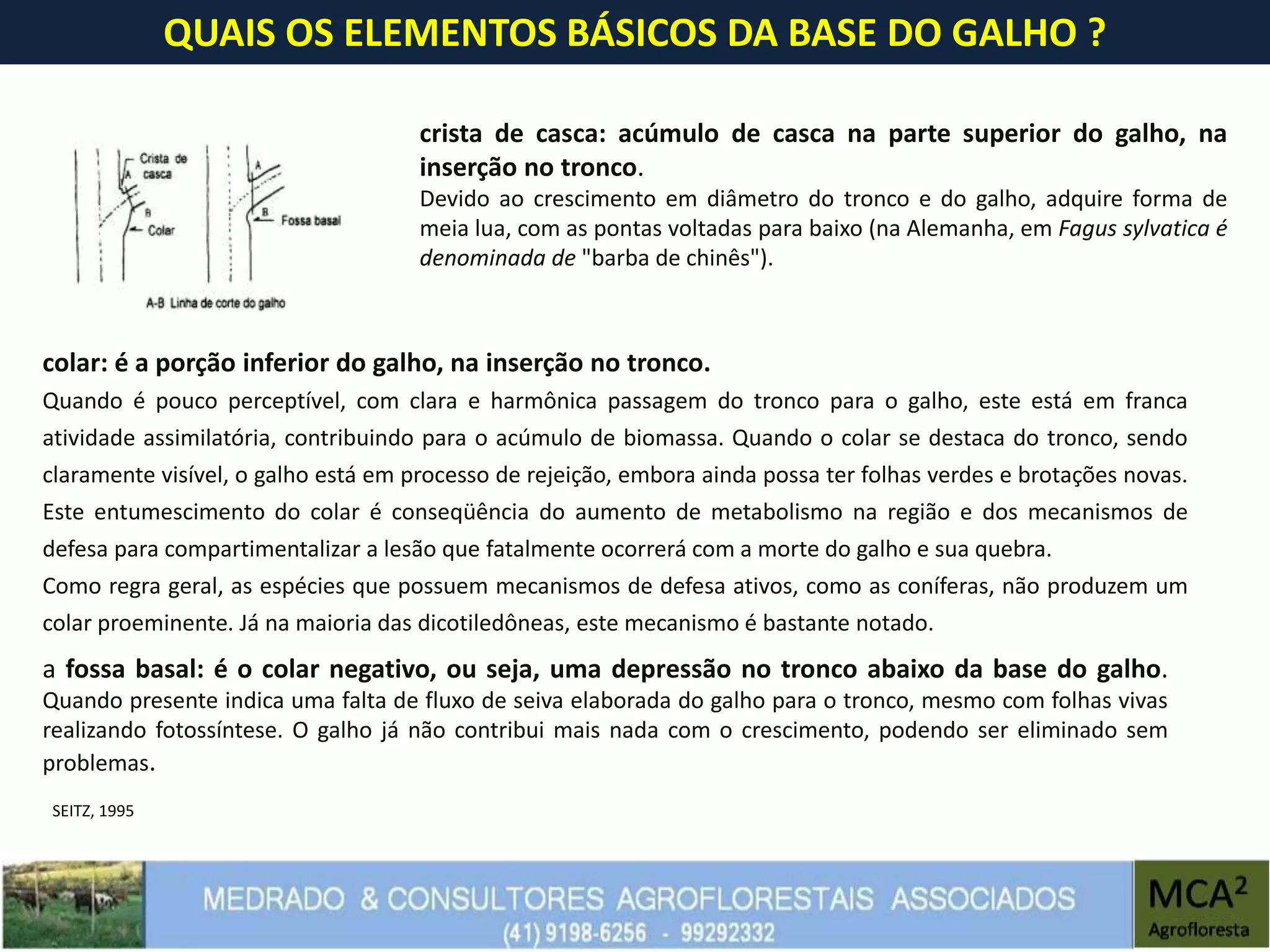 QUAIS OS ELEMENTOS BÁSICOS DA BASE DO GALHO ?
crista de casca: acúmulo de casca na parte superior do galho, na
inserção no tronco.
Devido ao crescimento em diâmetro do tronco e do galho, adquire forma de
meia lua, com as pontas voltadas para baixo (na Alemanha, em Fagus sylvatica é
denominada de "barba de chinês").
colar: é a porção inferior do galho, na inserção no tronco.
Quando é pouco perceptível, com clara e harmônica passagem do tronco para o galho, este está em franca
atividade assimilatória, contribuindo para o acúmulo de biomassa. Quando o colar se destaca do tronco, sendo
claramente visível, o galho está em processo de rejeição, embora ainda possa ter folhas verdes e brotações novas.
Este entumescimento do colar é conseqüência do aumento de metabolismo na região e dos mecanismos de
defesa para compartimentalizar a lesão que fatalmente ocorrerá com a morte do galho e sua quebra.
Como regra geral, as espécies que possuem mecanismos de defesa ativos, como as coníferas, não produzem um
colar proeminente. Já na maioria das dicotiledôneas, este mecanismo é bastante notado.
a fossa basal: é o colar negativo, ou seja, uma depressão no tronco abaixo da base do galho.
Quando presente indica uma falta de fluxo de seiva elaborada do galho para o tronco, mesmo com folhas vivas
realizando fotossíntese. O galho já não contribui mais nada com o crescimento, podendo ser eliminado sem
problemas.
SEITZ, 1995
 