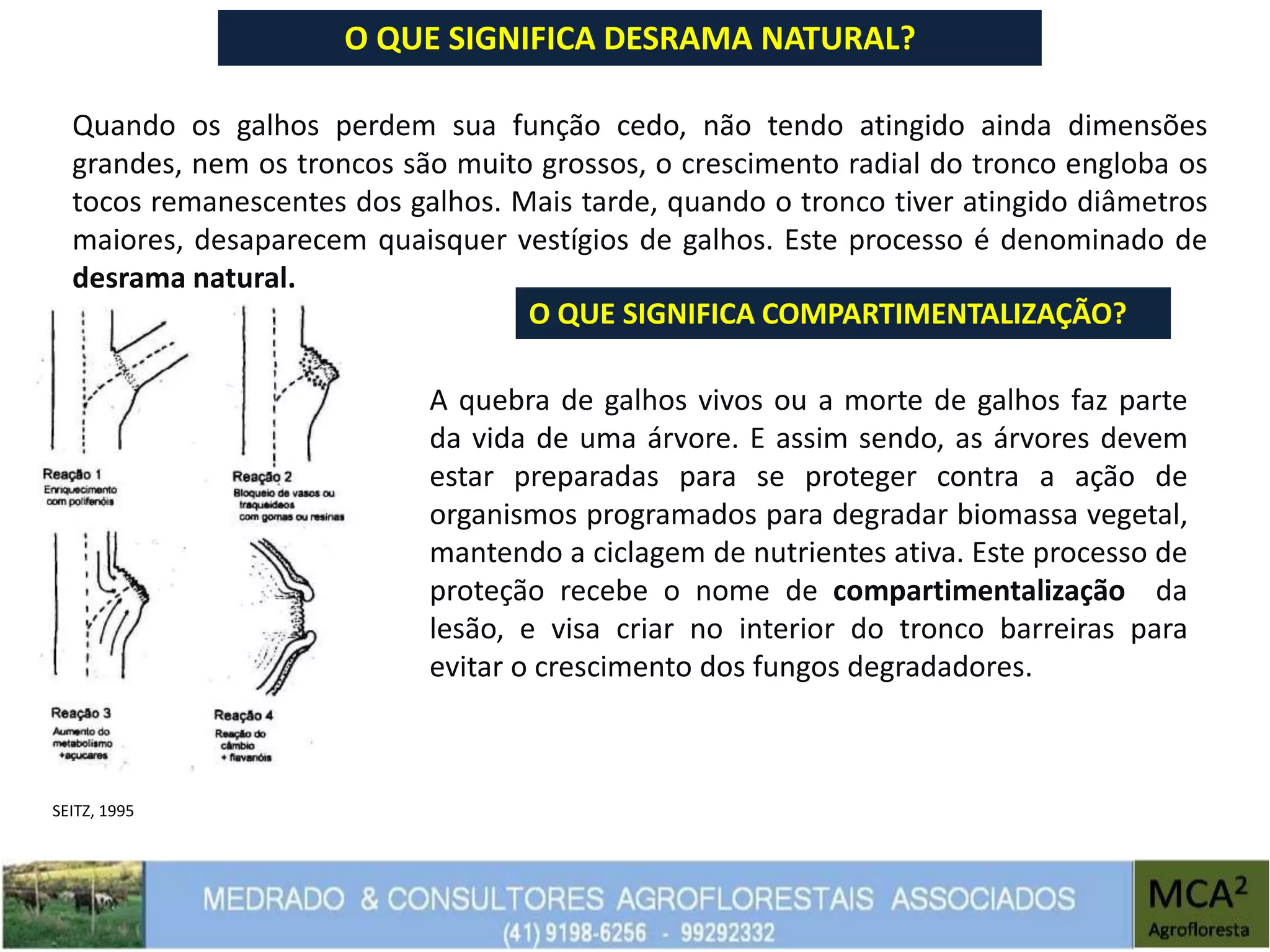 O QUE SIGNIFICA DESRAMA NATURAL?
Quando os galhos perdem sua função cedo, não tendo atingido ainda dimensões
grandes, nem os troncos são muito grossos, o crescimento radial do tronco engloba os
tocos remanescentes dos galhos. Mais tarde, quando o tronco tiver atingido diâmetros
maiores, desaparecem quaisquer vestígios de galhos. Este processo é denominado de
desrama natural.
O QUE SIGNIFICA COMPARTIMENTALIZAÇÃO?
A quebra de galhos vivos ou a morte de galhos faz parte
da vida de uma árvore. E assim sendo, as árvores devem
estar preparadas para se proteger contra a ação de
organismos programados para degradar biomassa vegetal,
mantendo a ciclagem de nutrientes ativa. Este processo de
proteção recebe o nome de compartimentalização da
lesão, e visa criar no interior do tronco barreiras para
evitar o crescimento dos fungos degradadores.
SEITZ, 1995
 