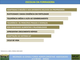 PACIULLO et al., (2007);; PEREIRA; CÓSER (2007)
ESCOLHA DA FORRAGEIRA
ADAPTADAS À REGIÃO E AOS DIFERENTES RELEVOS DA PROPRIEDADE
TOLERÂNCIA MÉDIA A ALTA AO SOMBREAMENTO
BOA QUALIDADE ALIMENTAR E PALATABILIDADE
APRESENTAR CRESCIMENTO RÁPIDO
TOLERÂNCIA ÀS PRINCIPAIS PRAGAS E DOENÇAS
RUSTICIDADE E BAIXA EXIGÊNCIA EM FERTILIDADE
CICLO DE VIDA
ADAPTAÇÃO AO SISTEMA ILP
 