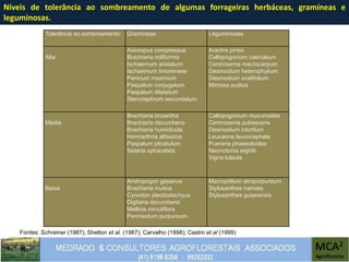 Tolerância ao sombreamento Gramíneas Leguminosas
Alta
Axonopus compressus
Brachiaria miliformis
Ischaemum aristatum
Ischaemum timorenses
Panicum maximum
Paspalum conjugatum
Paspalum dilatatum
Stenotaphrum secundatum
Arachis pintoi
Callopogonium caeruleum
Centrosema macrocarpum
Desmodium heterophylium
Desmodium ovalifolium
Mimosa pudica
Média
Brachiaria brizantha
Brachiaria decumbens
Brachiaria humidicola
Hermarthria altissima
Paspalum plicatulum
Setaria sphacelata
Callopogonium mucunoides
Centrosema pubescens
Desmodium intortium
Leucaena leucocephala
Pueraria phaseoloides
Neonotonia wightii
Vigna luteola
Baixa
Andropogon gayanus
Brachiaria mutica
Cynodon plectostachyus
Digitaria decumbens
Mellinis minutiflora
Pennisetum purpureum
Macroptilium atropurpureum
Stylosanthes hamata
Stylosanthes guianensis
Fontes: Schreiner (1987); Shelton et al. (1987); Carvalho (1998); Castro et al (1999)
Níveis de tolerância ao sombreamento de algumas forrageiras herbáceas, gramíneas e
leguminosas.
 