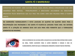 SANTA FÉ E BARREIRAO
CONSISTEM EM PLANTAR UMA CULTURA ANUAL (SOJA, MILHO, ARROZ) CONSORCIADA COM UMA
GRAMÍNEA PARA PASTEJO, PRINCIPALMENTE A BRACHIARIA DECUMBENS OU BRACHIARIA
BRIZANTHA PELOS BENEFÍCIOS QUE ELA TRAZ TAIS COMO UMA BOA PALHADA PARA O PLANTIO
DIRETO.
NO BARREIRÃO NORMALMENTE É FEITO LAVOURA DE QUATRO EM QUATRO ANOS PARA A
RECUPERAÇÃO DAS PASTAGENS E NO SANTA FÉ PLANTA-SE LAVOURA TODO ANO. NO SISTEMA
SANTA FÉ A LOTAÇÃO DE ANIMAIS DEVE SER ALTA PARA NÃO PERMITIR QUE A FORRAGEIRA
SEMENTEIE NO INVERNO.
DEVE-SE ESPERAR DE 30 A 60 DIAS APÓS A COLHEITA DA CULTURA PARA ENTRAR COM O GADO
NA ÁREA, TEMPO SUFICIENTE PARA O CAPIM REBROTAR E CHEGAR Á FASE DE
FLORESCIMENTO, PONTO EM QUE A FORRAGEIRA APRESENTA O MAIOR TEOR DE PROTEÍNA.
 