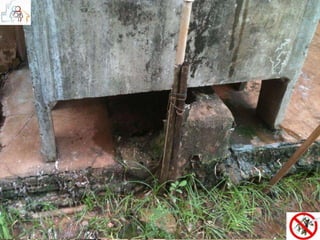 CONTROLE DO VETOR 
EXEMPLOS DE POTENCIAIS CRIADOUROS MAIS COMUNS: 
 