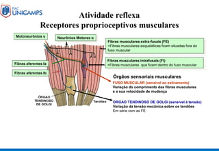 Fibras musculares intrafusais (FI)
=Fibras musculares que ficam dentro do fuso muscular
Fibras musculares extra-fusais (FE)
=Fibras musculares esqueléticas ficam situadas fora do
fuso muscular
Motoneurônios γ
Fibras aferentes Ib
Fibras aferentes Ia
Neurônios Motores α
ORGAO TENDINOSO DE GOLGI (sensível á tensão)
Variação da tensão mecânica sobre os tendões
Em série com as FE
Órgãos sensoriais musculares
FUSO MUSCULAR (sensível ao estiramento)
Variação do comprimento das fibras musculares
e a sua velocidade de mudança
Atividade reflexa
Receptores proprioceptivos musculares
 