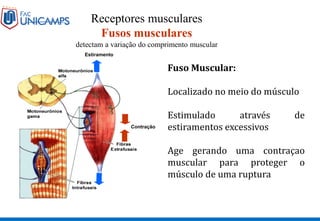 Contração
Estiramento
Receptores musculares
Fusos musculares
detectam a variação do comprimento muscular
Fuso Muscular:
Localizado no meio do músculo
Estimulado através de
estiramentos excessivos
Age gerando uma contraçao
muscular para proteger o
músculo de uma ruptura
 
