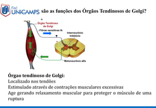 -
Quais são as funções dos Órgãos Tendinosos de Golgi?
Órgao tendinoso de Golgi:
Localizado nos tendões
Estimulado através de contrações musculares excessivas
Age gerando relaxamento muscular para proteger o músculo de uma
ruptura
 