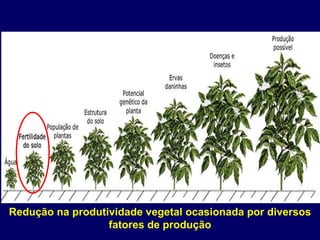 Redução na produtividade vegetal ocasionada por diversos fatores de produção 