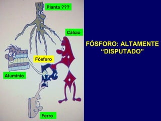 FÓSFORO: ALTAMENTE “DISPUTADO” Planta ??? Cálcio Alumínio Ferro Fósforo 