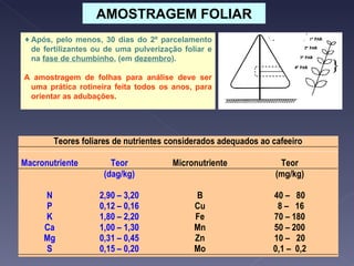 AMOSTRAGEM FOLIAR Após, pelo menos, 30 dias do 2º parcelamento de fertilizantes ou de uma pulverização foliar e na  fase de chumbinho , (em  dezembro ). A amostragem de folhas para análise deve ser uma prática rotineira feita todos os anos, para orientar as adubações. 