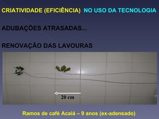 CRIATIVIDADE (EFICIÊNCIA)  NO USO DA TECNOLOGIA ADUBAÇÕES ATRASADAS... RENOVAÇÃO DAS LAVOURAS Ramos de café Acaiá – 9 anos (ex-adensado) 20 cm 