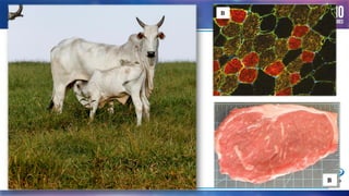 Como definiríamos qualidade do bezerro?
 