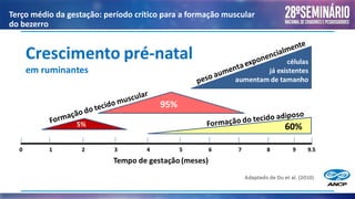 Terço médio da gestação: período crítico para a formação muscular
do bezerro
 