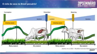 O ciclo da vaca no Brasil pecuário!
 