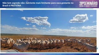 Não tem segredo não: nutriente mais limitante para vaca gestante no
Brasil é PROTEÍNA
 