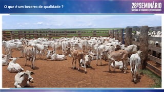O que é um bezerro de qualidade ?
 