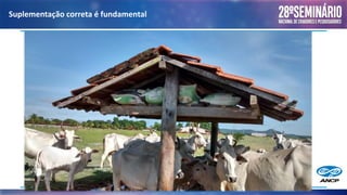 Suplementação correta é fundamental
 