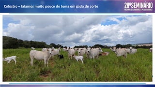 Colostro – falamos muito pouco do tema em gado de corte
 